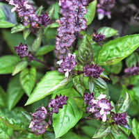 Basil Flower seeds for Planting Long Bloom Season Heirloom & GMO Free Seeds for Home Garden 
 
 Sale