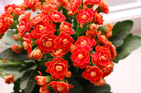 Kalanchoe Flower seeds for Planting Fragrant Blossoms Heirloom & GMO Free Seeds for Home Garden