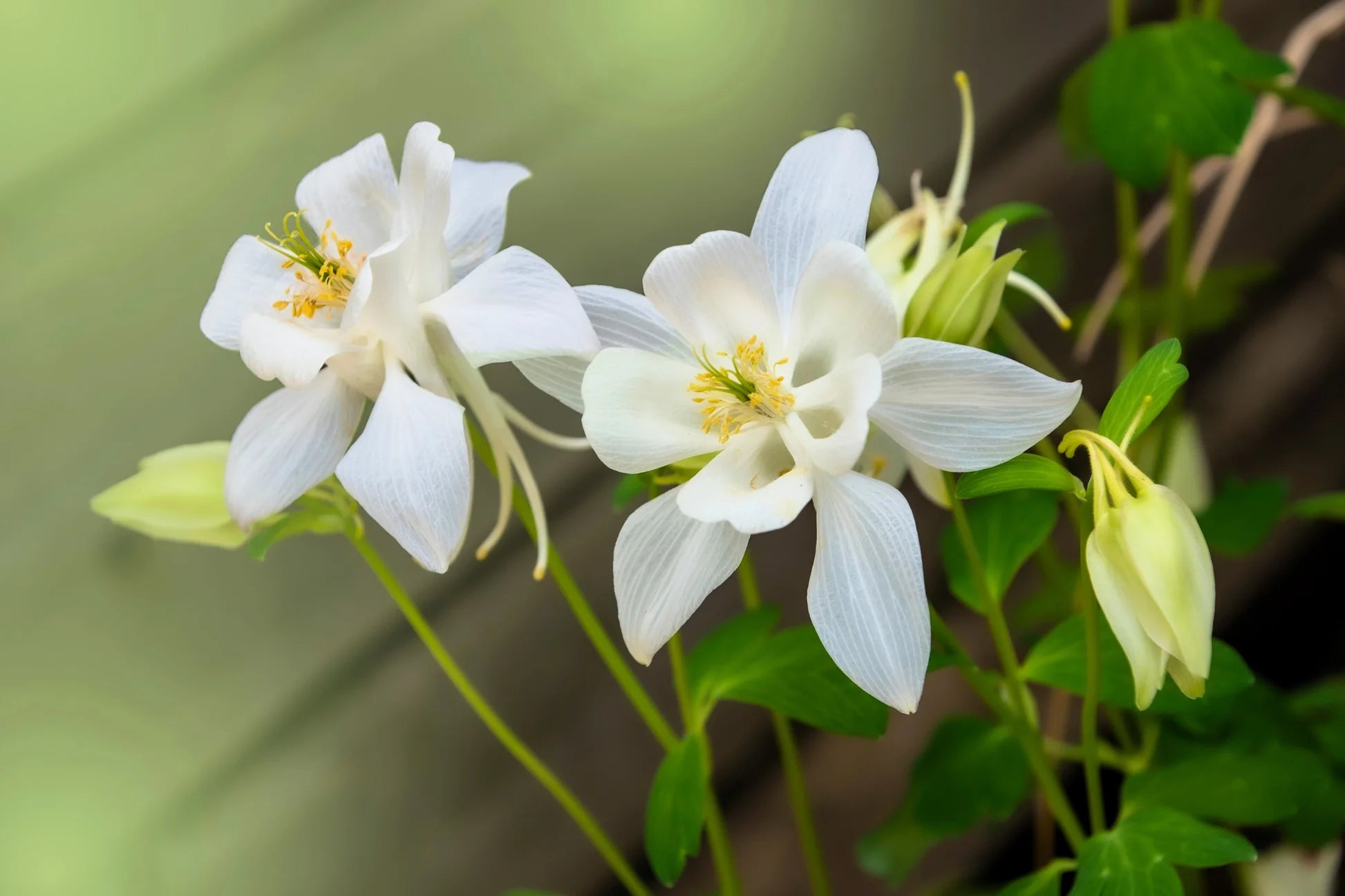White Columbine Flower Seeds for Planting Wildflower Mix Heirloom & GMO Free Seeds for Home Garden  Sale
