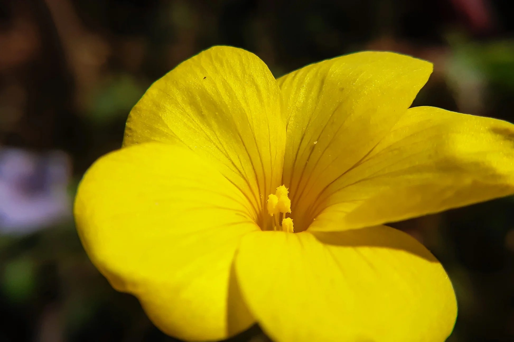 Heirloom Linum Flavum Flower seeds for Planting Wildflower Mix Heirloom & GMO Free Seeds for Home Garden