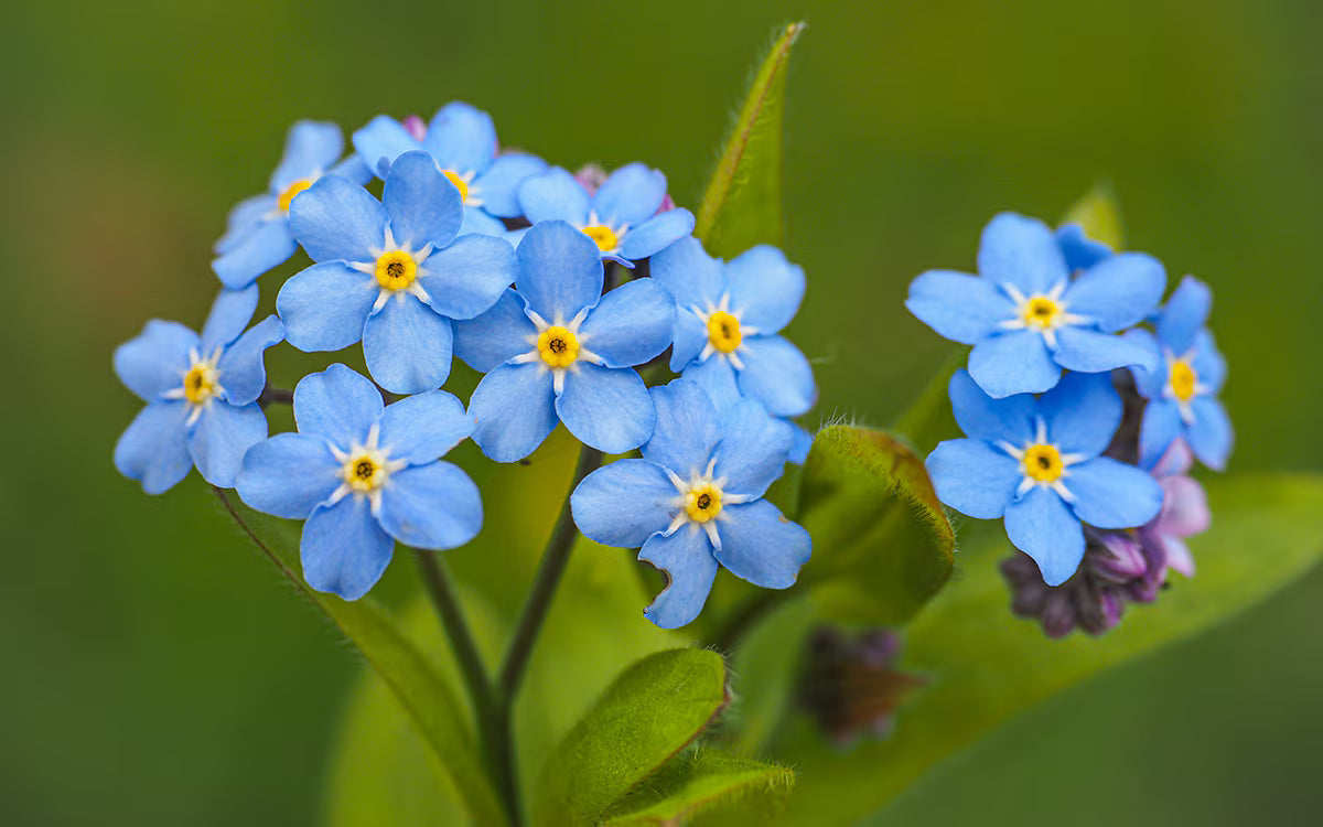 Forget Me Not Flower seeds for Planting Hardy Variety Heirloom & GMO Free Seeds for Home Garden