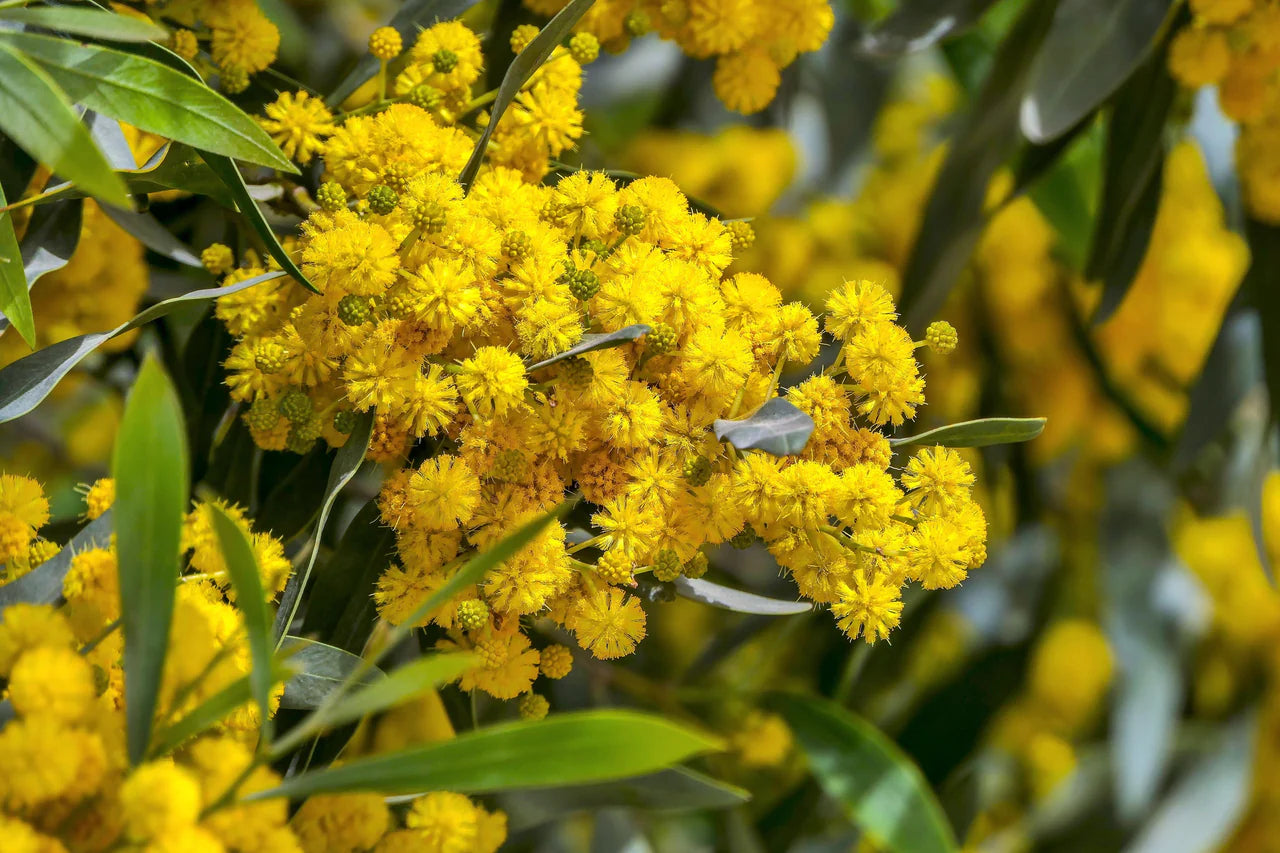 Acacia Baileyana Flower seeds for Planting Bright Blooms Heirloom & GMO Free Seeds for Home Garden 
 
 Sale