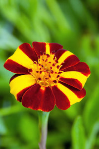 Marigold Jester Flower seeds for Planting Cut Flower Favorite Heirloom & GMO Free Seeds for Home Garden