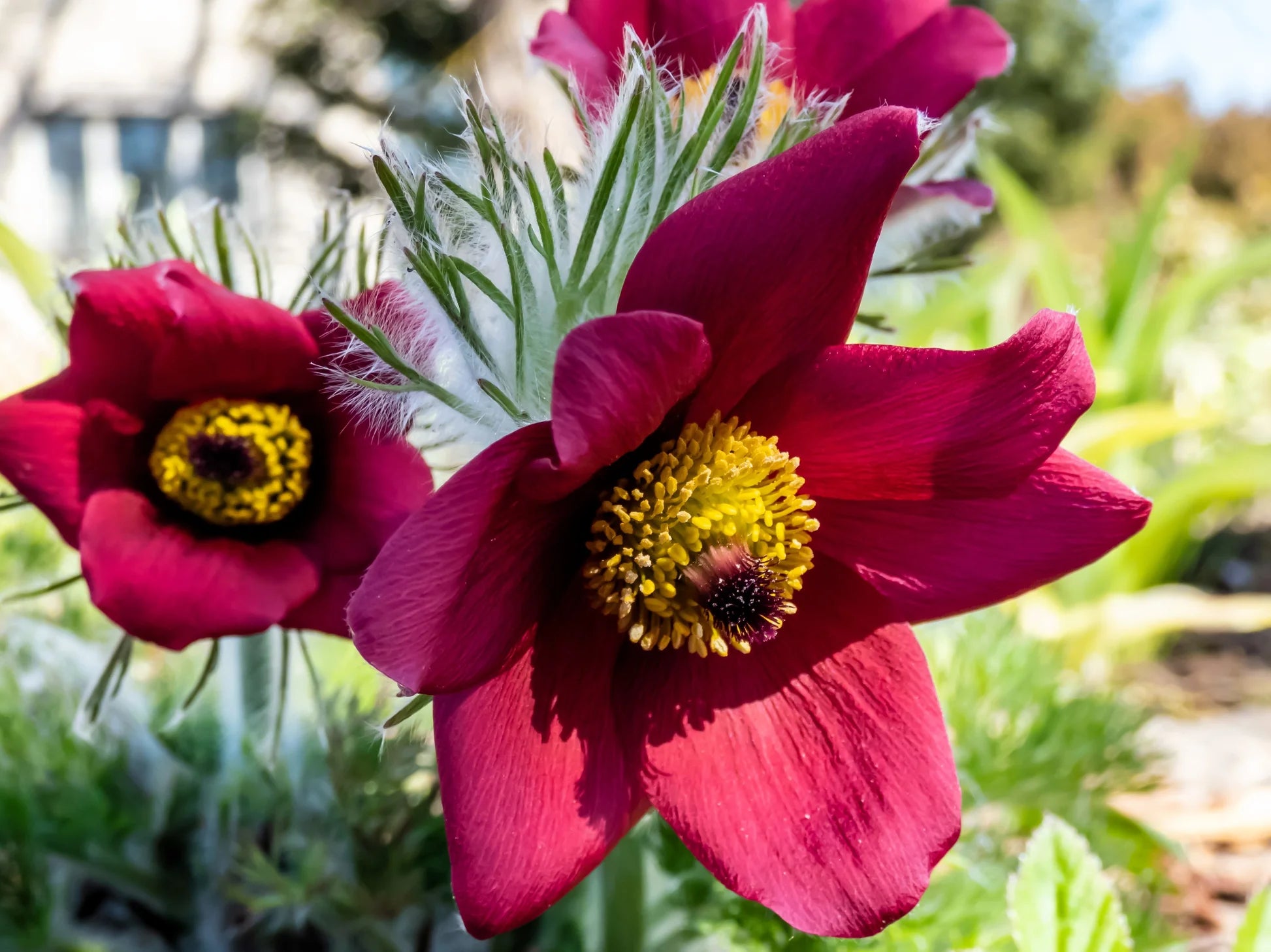 Red Anemone Pulsatilla Seeds Flower seeds for Planting Vibrant Colors Heirloom & GMO Free Seeds for Home Garden