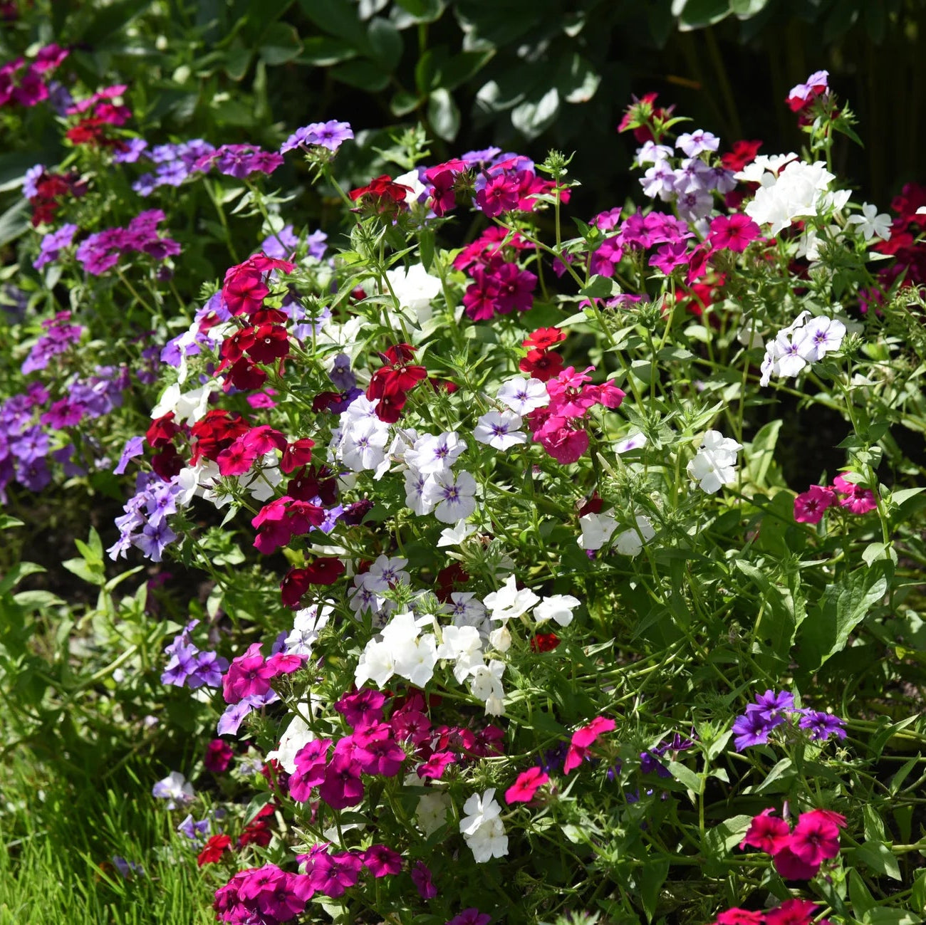 Mixed Drummond Flower seeds for Planting - Sun Loving, Heirloom & GMO Free Seeds for Home Garden