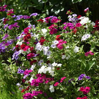 Mixed Drummond Flower seeds for Planting - Sun Loving, Heirloom & GMO Free Seeds for Home Garden