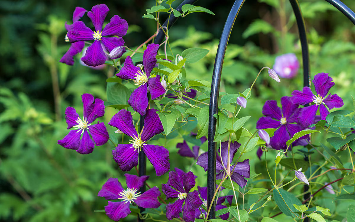 Clematis Climbing Flower seeds for Planting Vibrant Colors Heirloom & GMO Free Seeds for Home Garden