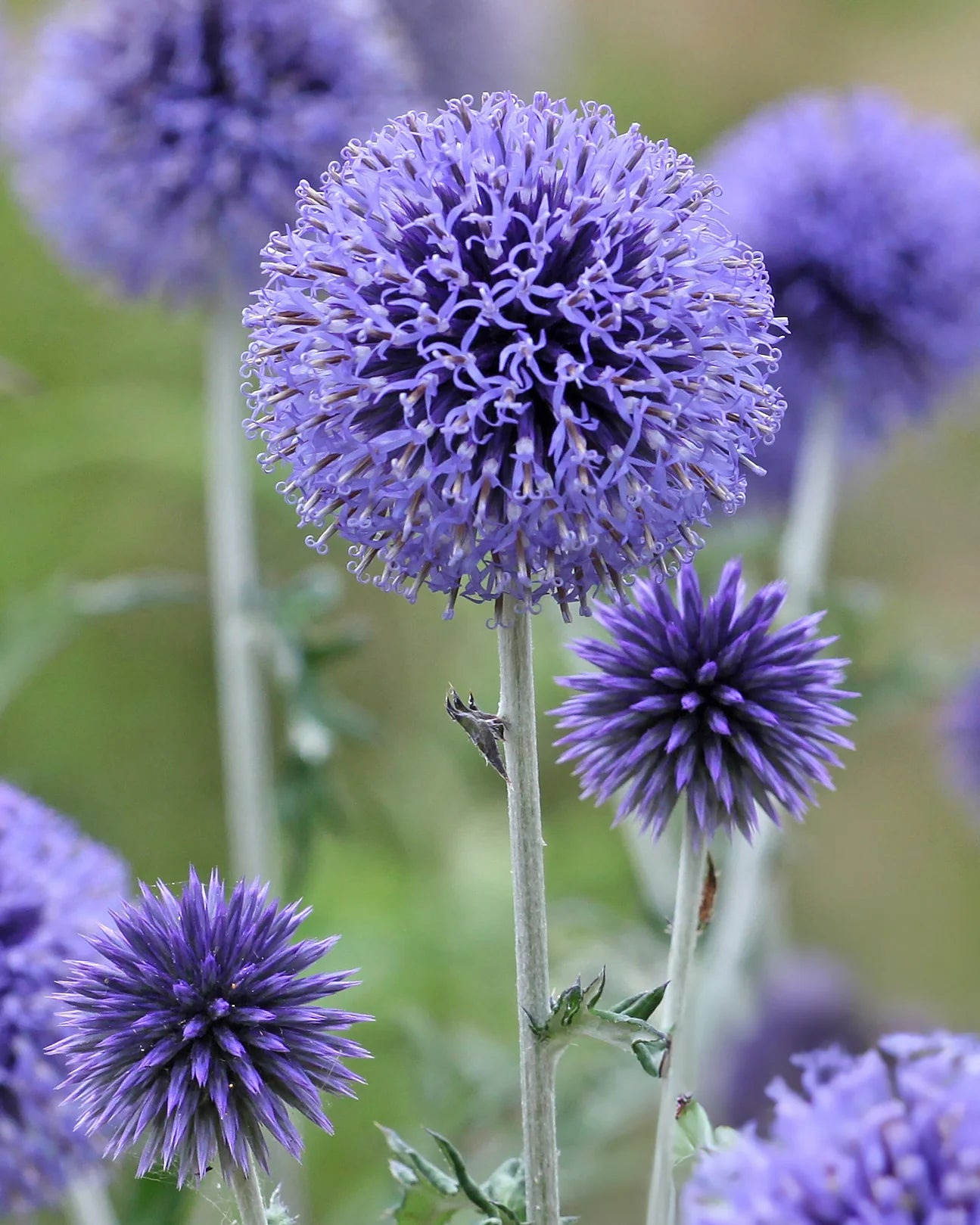 Fothergills Flower seeds for Planting Wildflower Mix Heirloom & GMO Free Seeds for Home Garden 
 
 Sale