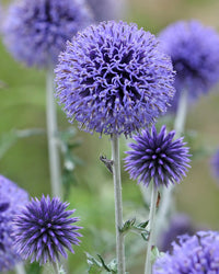 Fothergills Flower seeds for Planting Wildflower Mix Heirloom & GMO Free Seeds for Home Garden 
 
 Sale