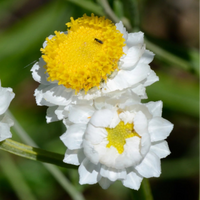 White Winged Flower seeds for Planting - Cottage Garden Essential, Heirloom & GMO Free Seeds for Home Garden