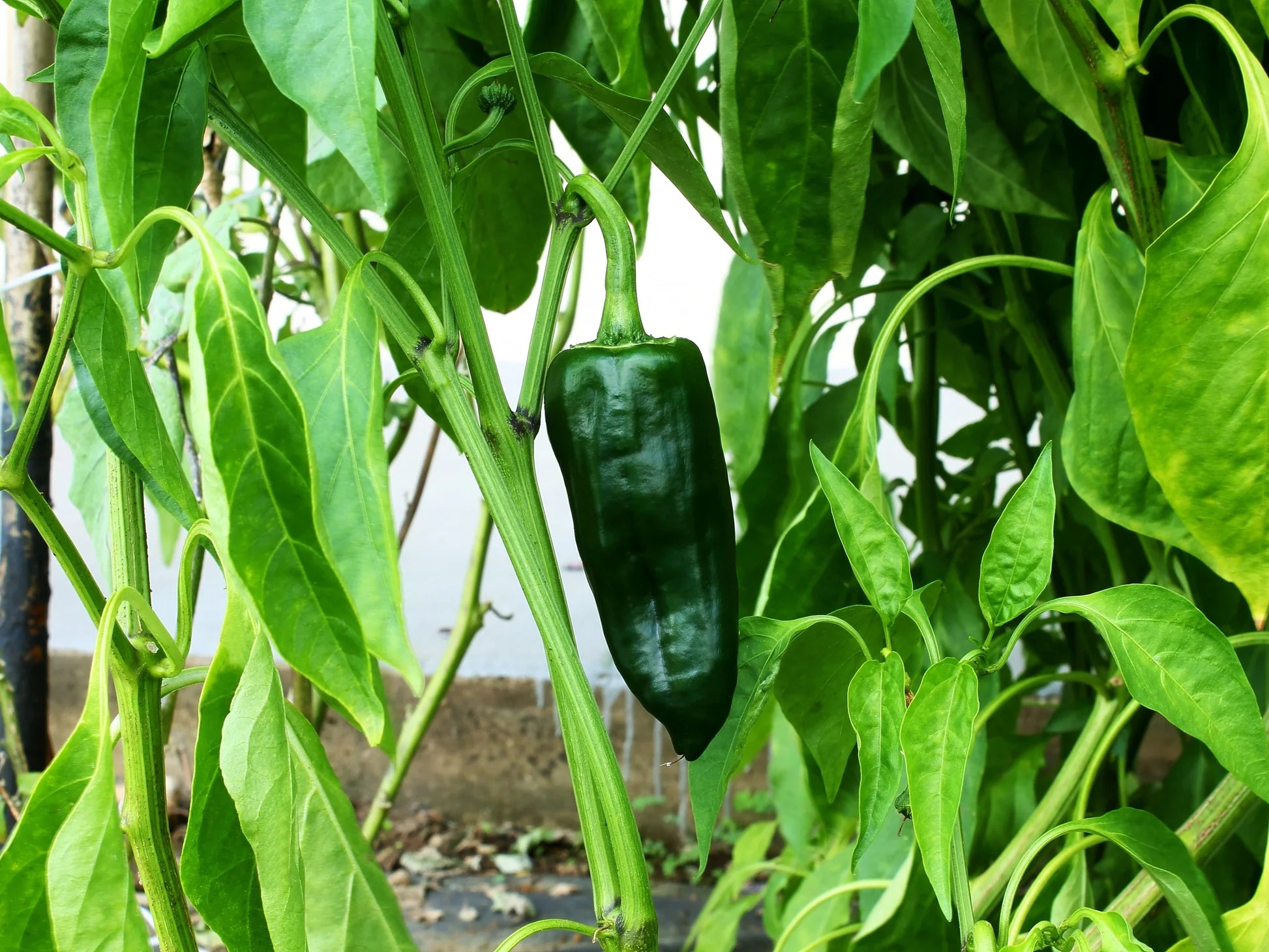 Green Poblano Vegetable Seeds for Planting