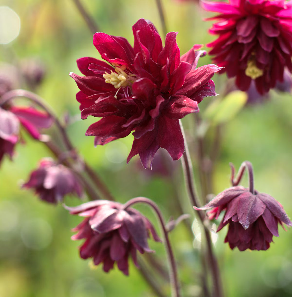 Aquilegia Seeds for Planting home garden flower bed