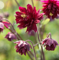 Aquilegia Seeds for Planting home garden flower bed