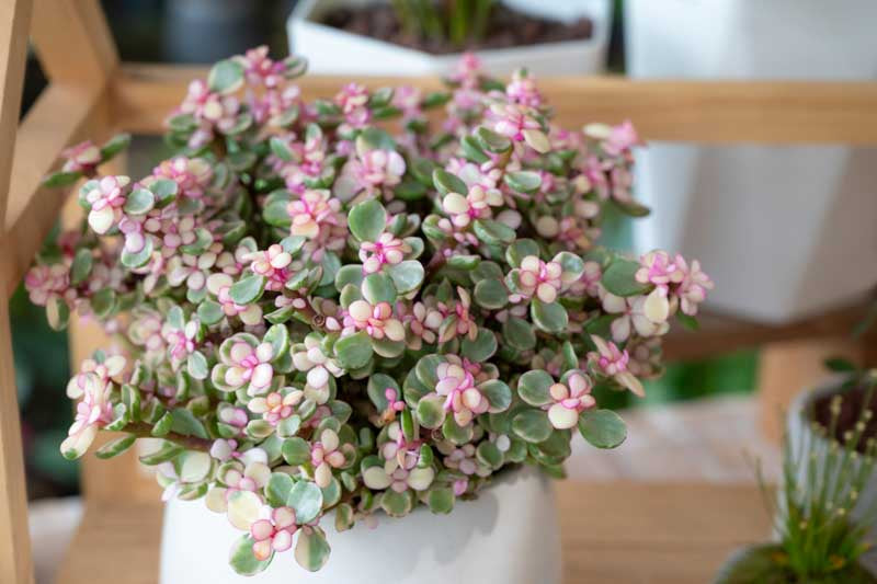 Portulacaria Flower seeds for Planting - Colorful Display, Heirloom & GMO Free Seeds for Home Garden