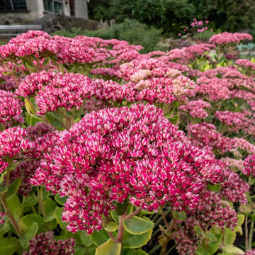 Sedum Emperors Flower seeds for Planting - Fragrant Blossoms, Heirloom & GMO Free Seeds for Home Garden