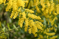 Acacia Baileyana Flower seeds for Planting - Cut Flower Favorite, Heirloom & GMO Free Seeds for Home Garden