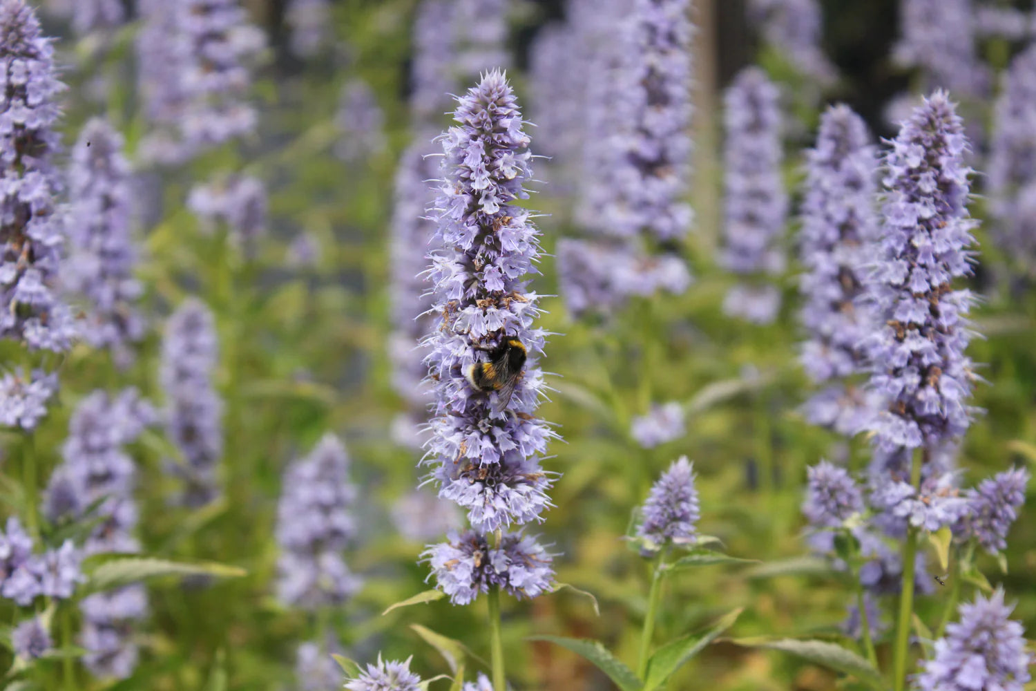 Agastache Mexicana Flower seeds for Planting Hardy Variety Heirloom & GMO Free Seeds for Home Garden