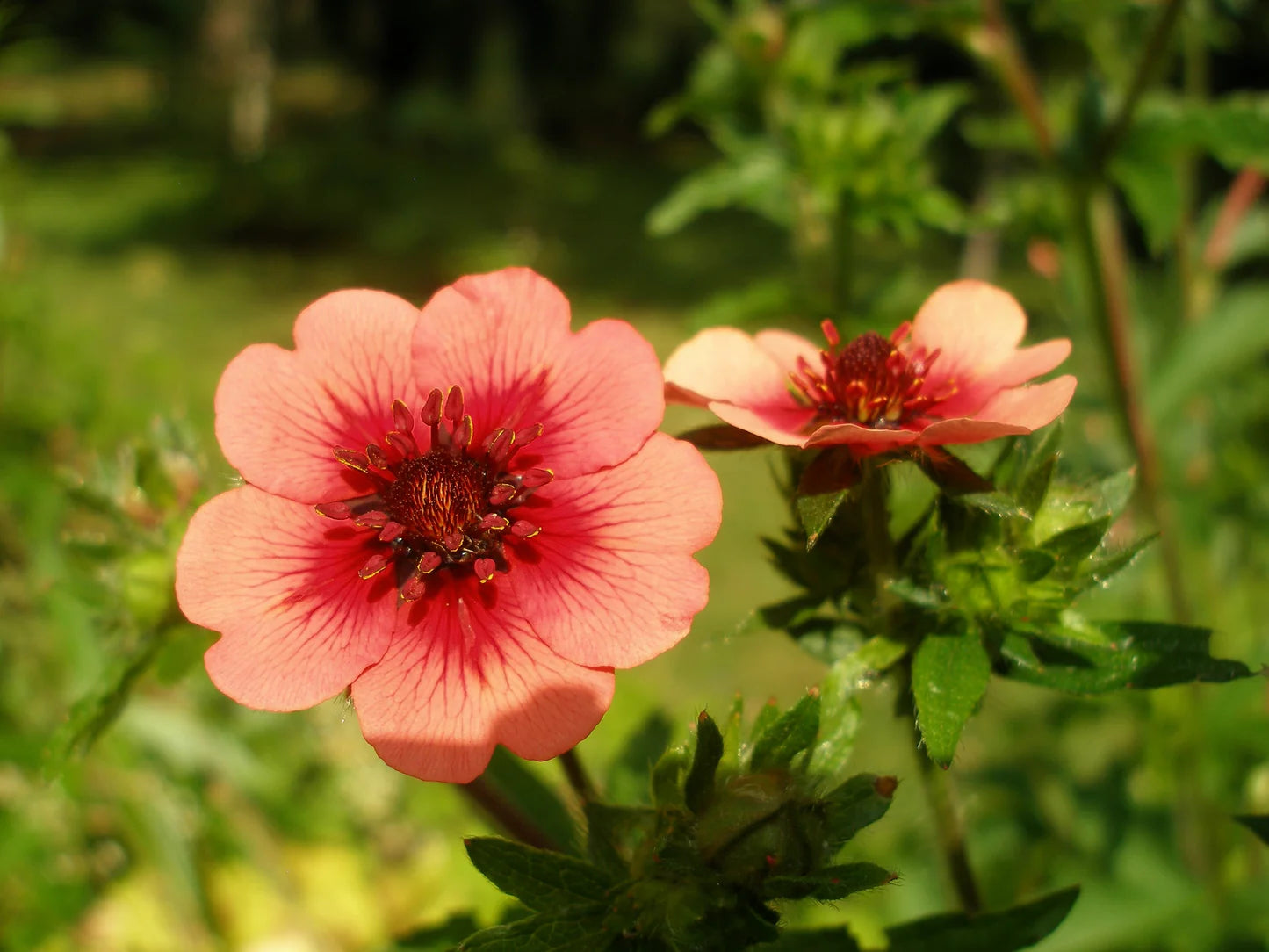Red Willmott Flower seeds for Planting - Premium Quality, Heirloom & GMO Free Seeds for Home Garden