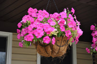 Rose Pink Petunia Hybrida Hanging Flower Seeds for Planting Heirloom NONGMO Seeds for Beautiful Gardens Vibrant Colors 
 
 Sale