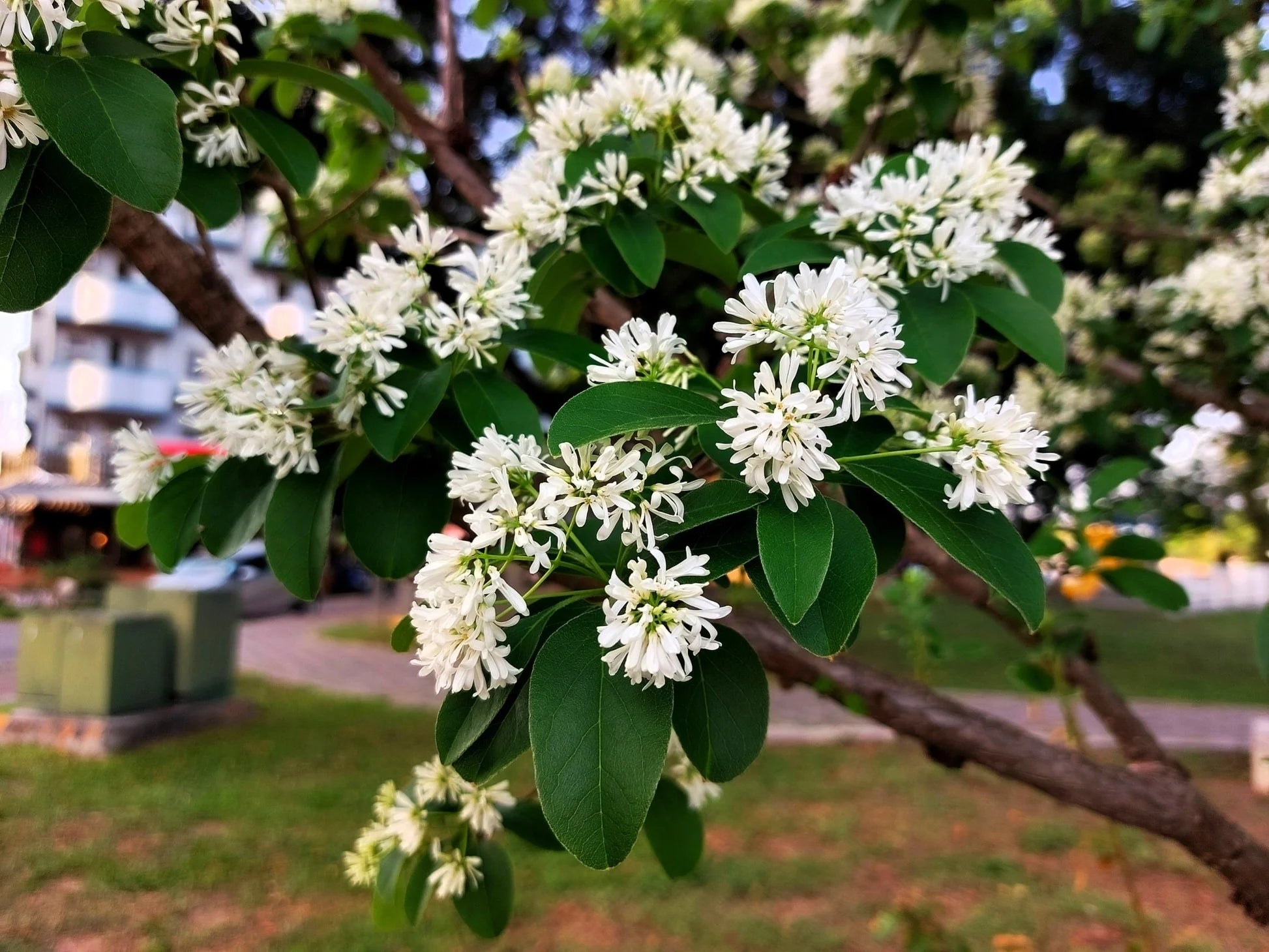 White Sevenson Flower seeds for Planting - Wildflower Mix, Heirloom & GMO Free Seeds for Home Garden