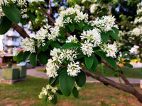 White Sevenson Flower seeds for Planting - Wildflower Mix, Heirloom & GMO Free Seeds for Home Garden