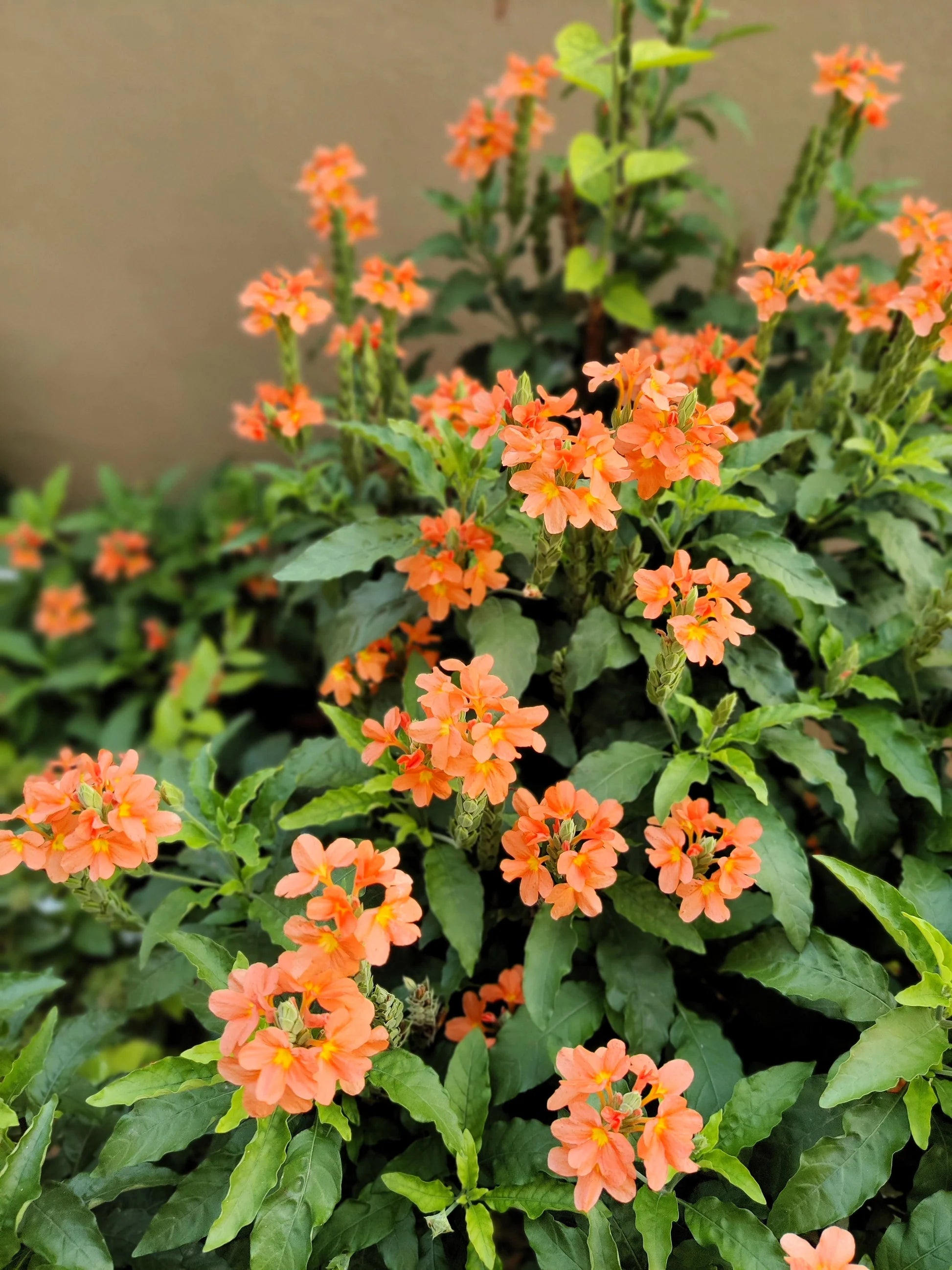 Orange Marmalade Flower seeds for Planting - Cut Flower Favorite, Heirloom & GMO Free Seeds for Home Garden