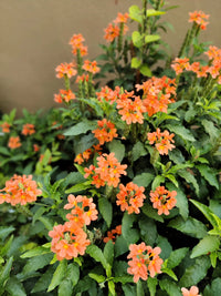Orange Marmalade Flower seeds for Planting - Cut Flower Favorite, Heirloom & GMO Free Seeds for Home Garden