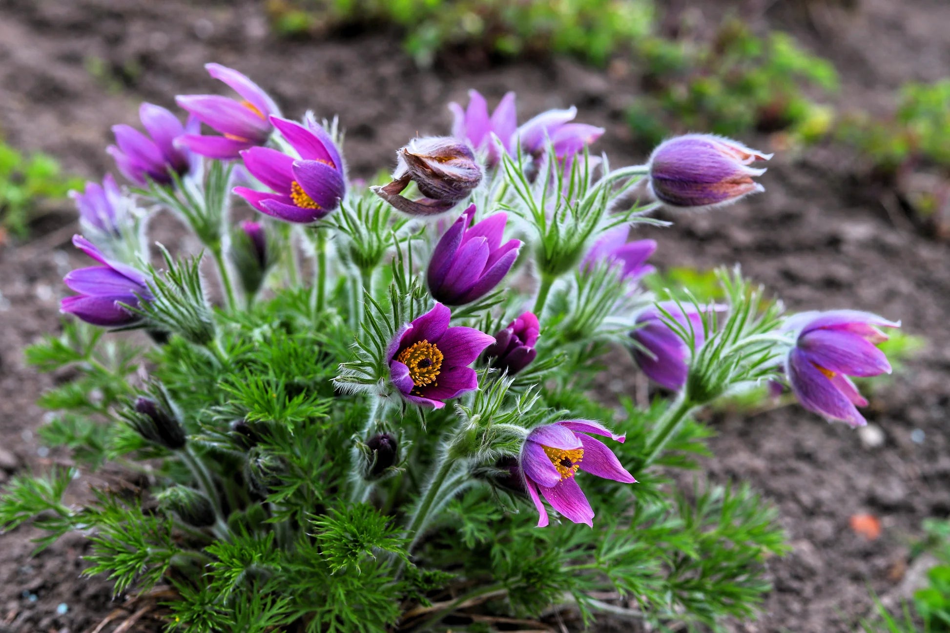 Violet Anemone Pulsatilla Flower seeds for Planting Sun Loving Heirloom & GMO Free Seeds For Home Garden 
 
 Sale
