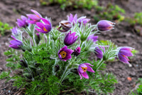 Violet Anemone Pulsatilla Flower seeds for Planting Sun Loving Heirloom & GMO Free Seeds For Home Garden 
 
 Sale