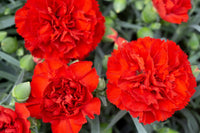 Heirloom Carnation Flower seeds for Planting Shade Tolerant Heirloom & GMO Free Seeds for Home Garden