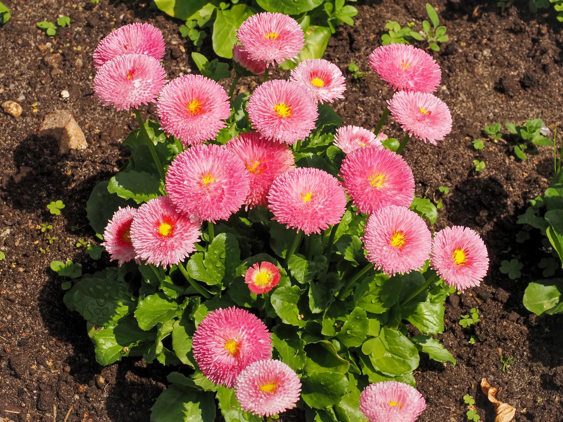 Pink Bellis Perennis Flower Seeds for Planting