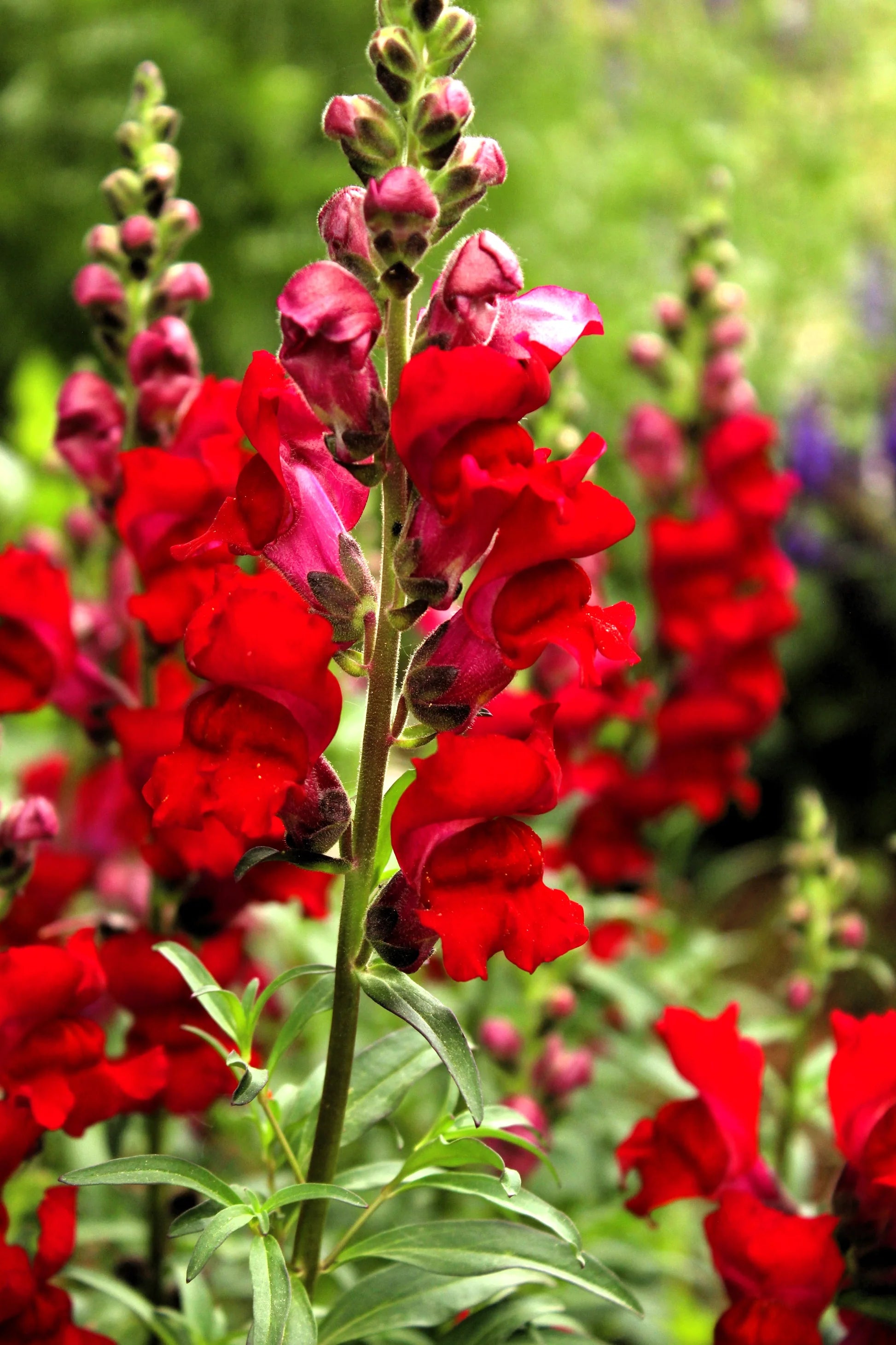 Antirrhinum Flower seeds for Planting Bright Blooms Heirloom & GMO Free Seeds for Home Garden