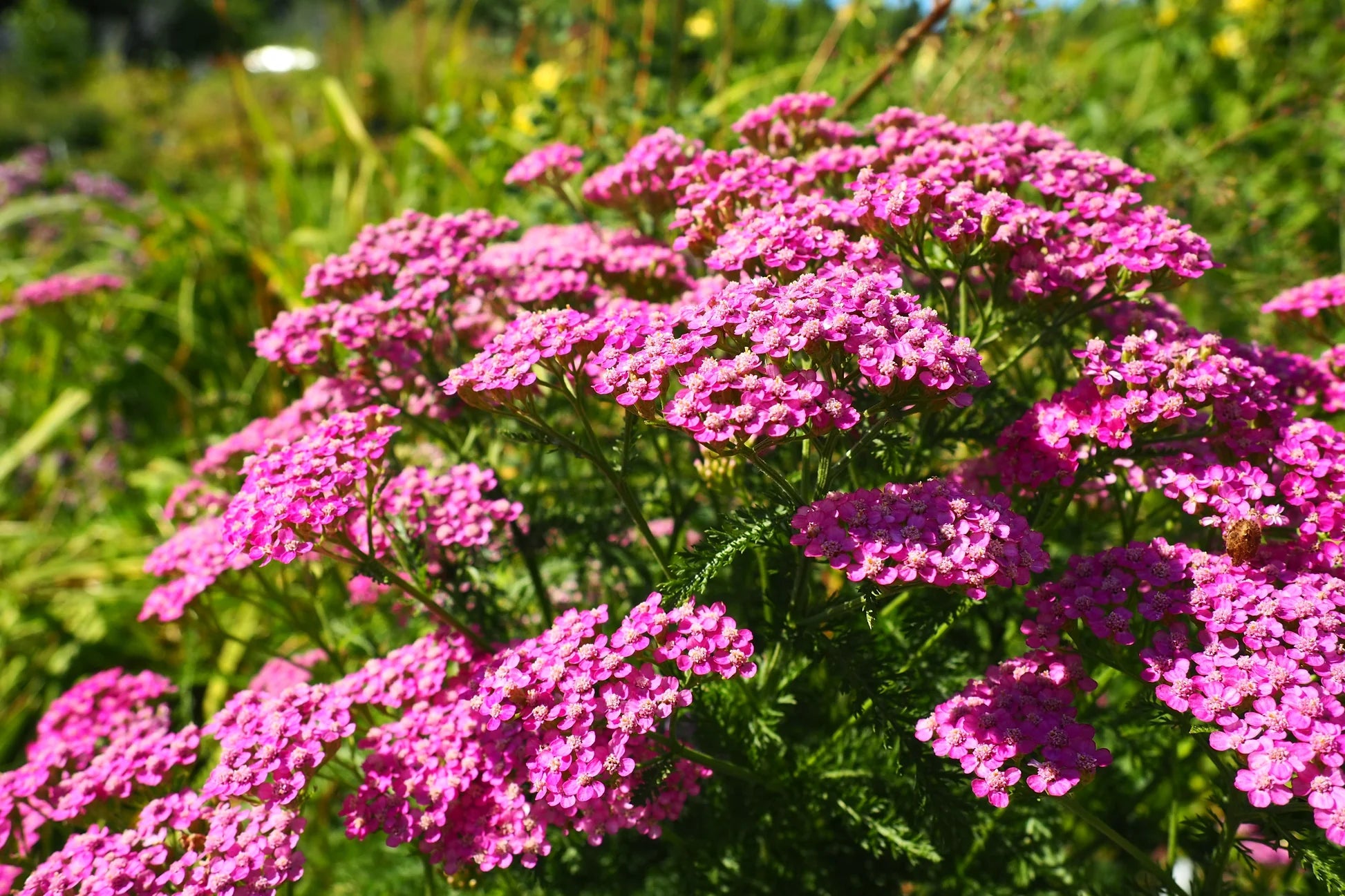 Pink Cerise Flower seeds for Planting - Cottage Garden Essential, Heirloom & GMO Free Seeds for Home Garden