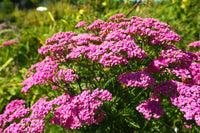 Pink Cerise Flower seeds for Planting - Cottage Garden Essential, Heirloom & GMO Free Seeds for Home Garden