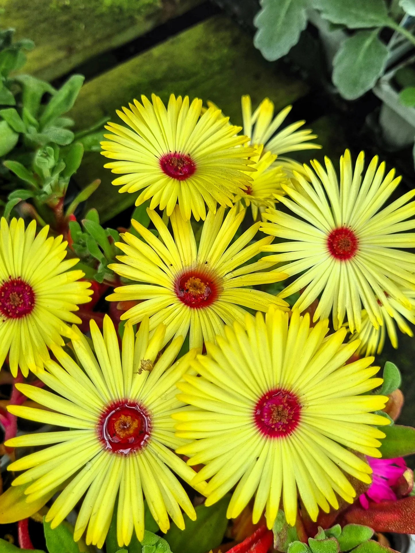 Yellow Red Ice Flower Seeds for Planting - Vibrant Annual Blooms