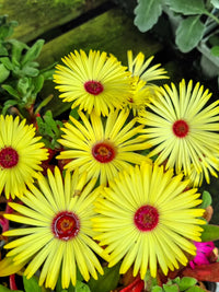 Yellow Red Ice Flower Seeds for Planting - Vibrant Annual Blooms