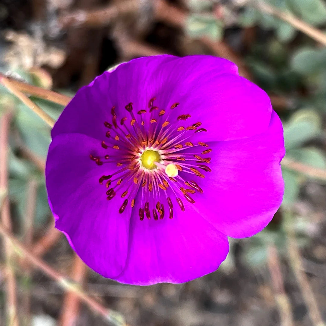 Red Rock Purslane Ruby Tuesday or Calandrinia Flower seeds for Planting - Cut Flower Favorite, Heirloom & GMO Free Seeds for Home Garden