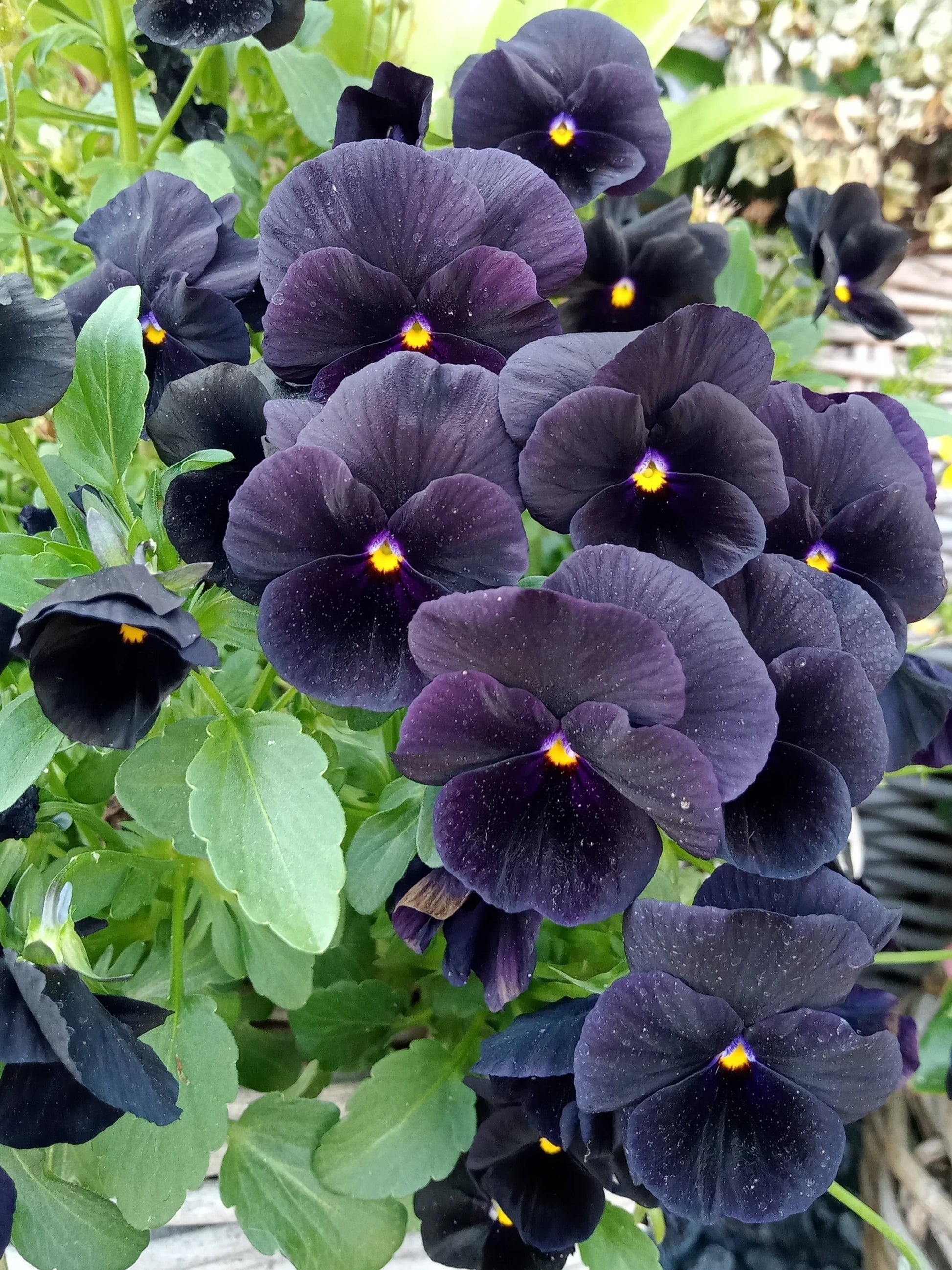 Black pansy Flower seeds for Planting - Drought Tolerant, Heirloom & GMO Free Seeds for Home Garden