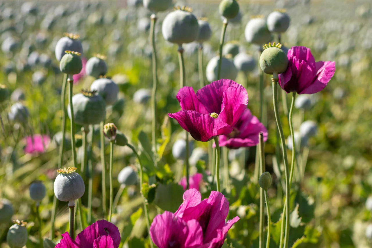 Pepperbox Flower seeds for Planting Wildflower Mix Heirloom & GMO Free Seeds for Home Garden