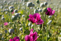 Pepperbox Flower seeds for Planting Wildflower Mix Heirloom & GMO Free Seeds for Home Garden