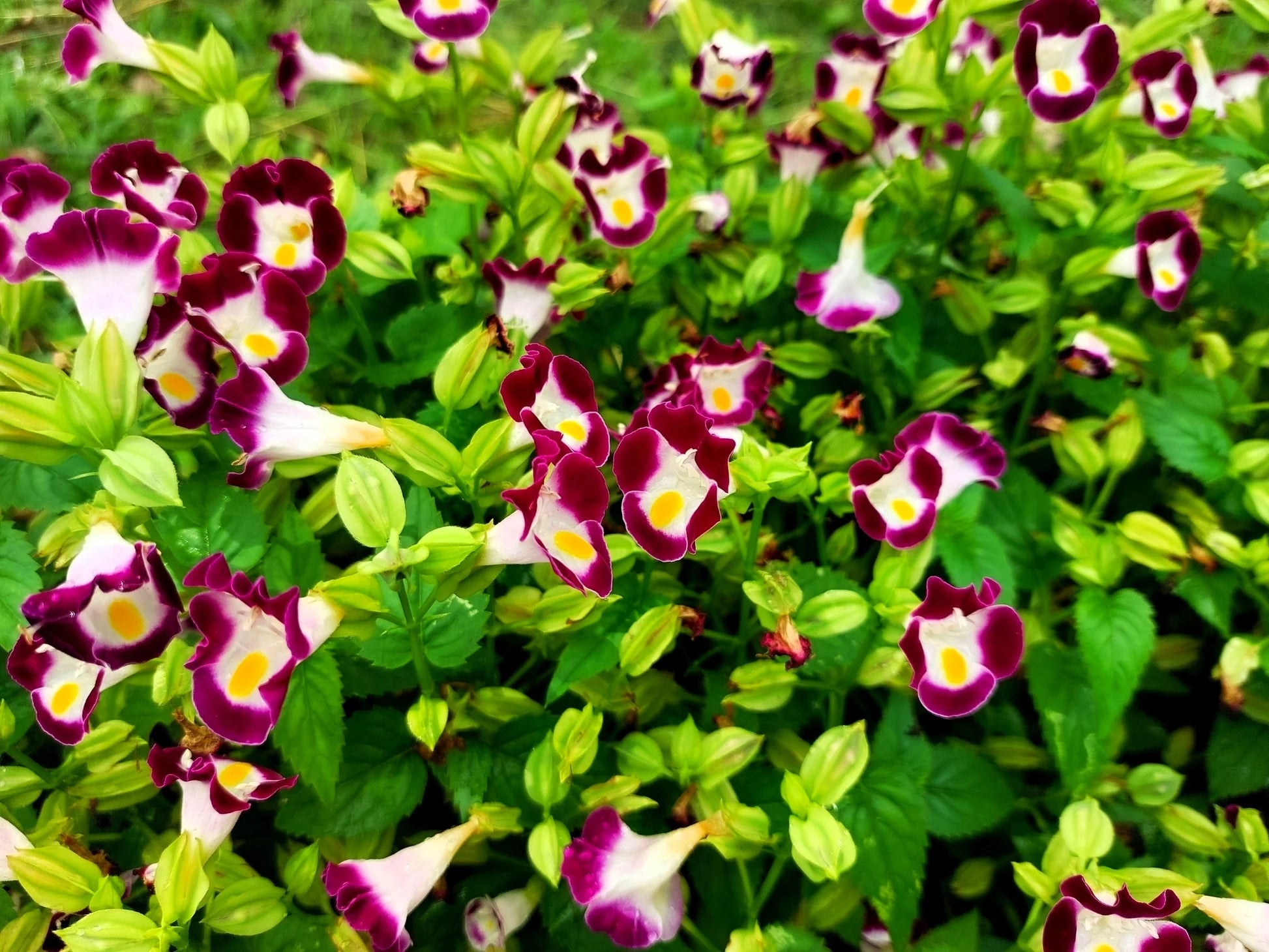 Torenia Kauai Flower seeds for Planting Long Bloom Season Heirloom & GMO Free Seeds for Home Garden