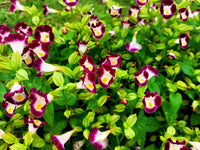 Torenia Kauai Flower seeds for Planting Long Bloom Season Heirloom & GMO Free Seeds for Home Garden