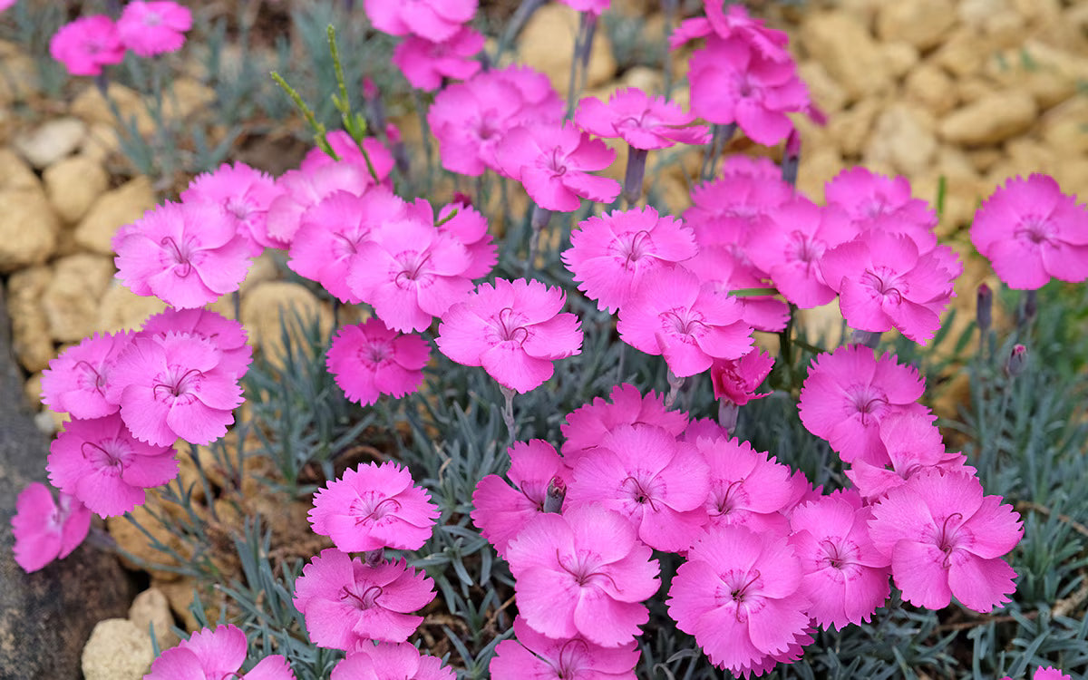 Baby Pink Dianthus Flower seeds for Planting Fragrant Blossoms Heirloom & GMO Free Seeds for Home Garden 
 
 Sale