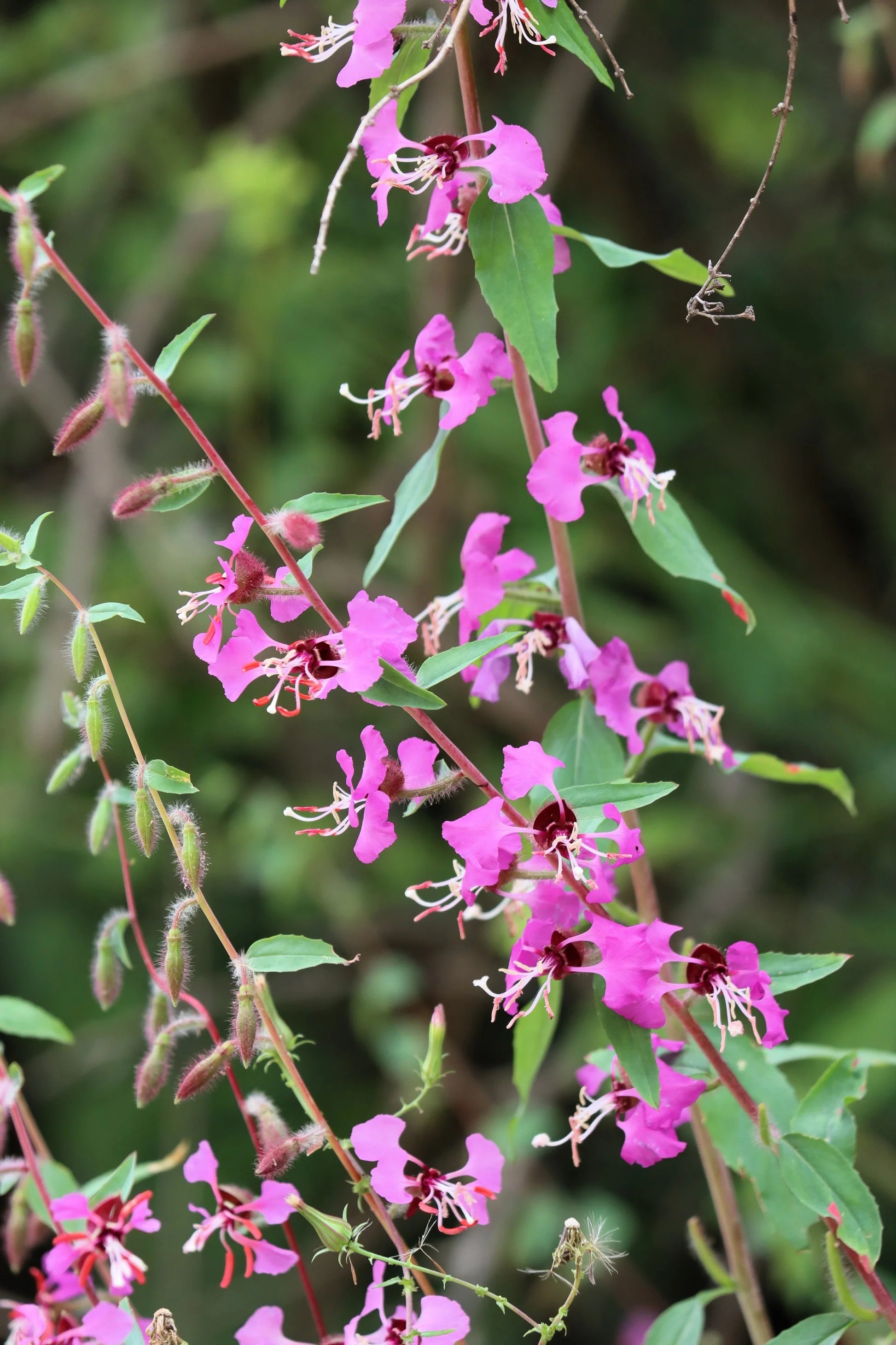 Purple Elegant Clarkia Flower seeds for Planting - Fragrant Blossoms, Heirloom & GMO Free Seeds for Home Garden