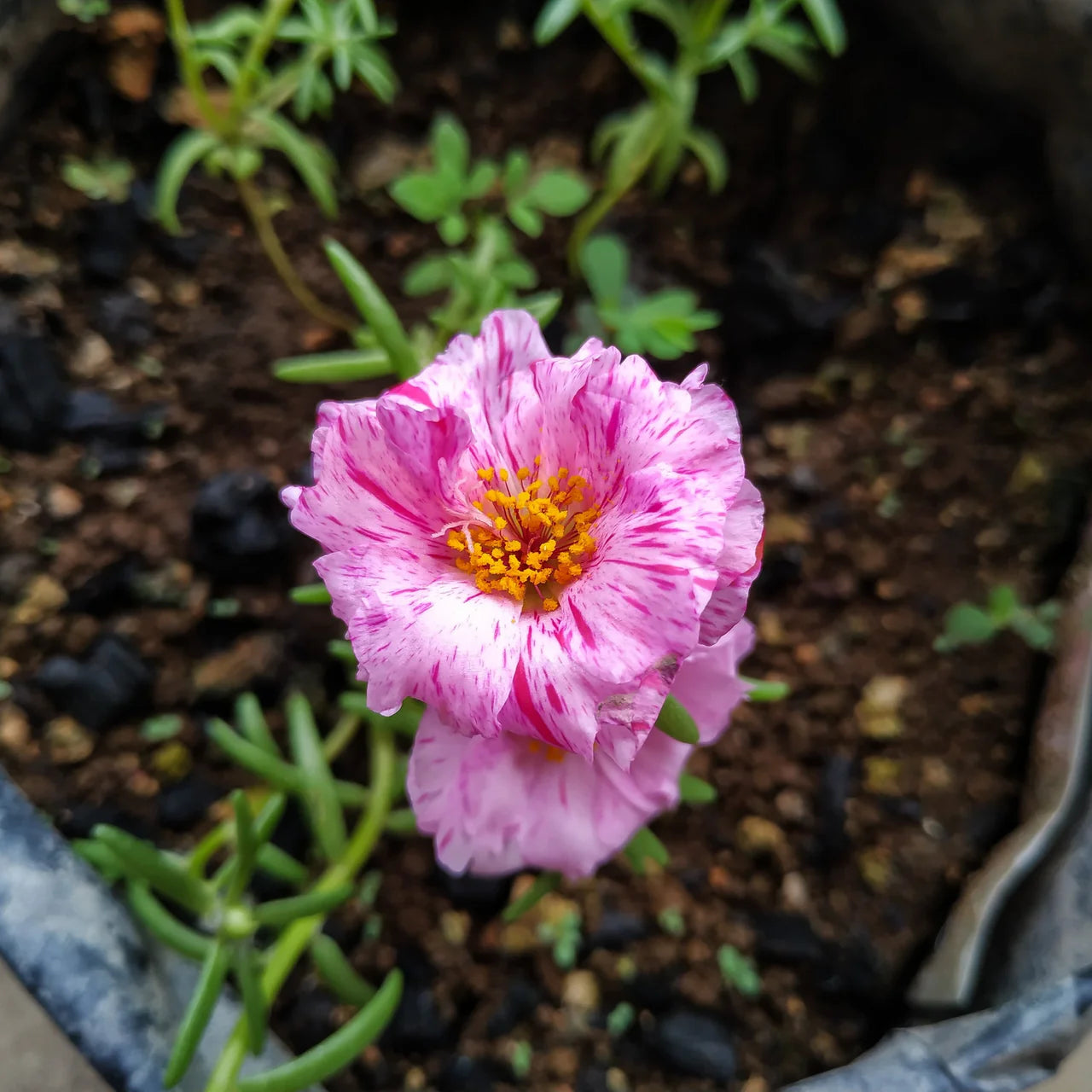 Pink Portulaca Sundial Seeds for Easy Planting