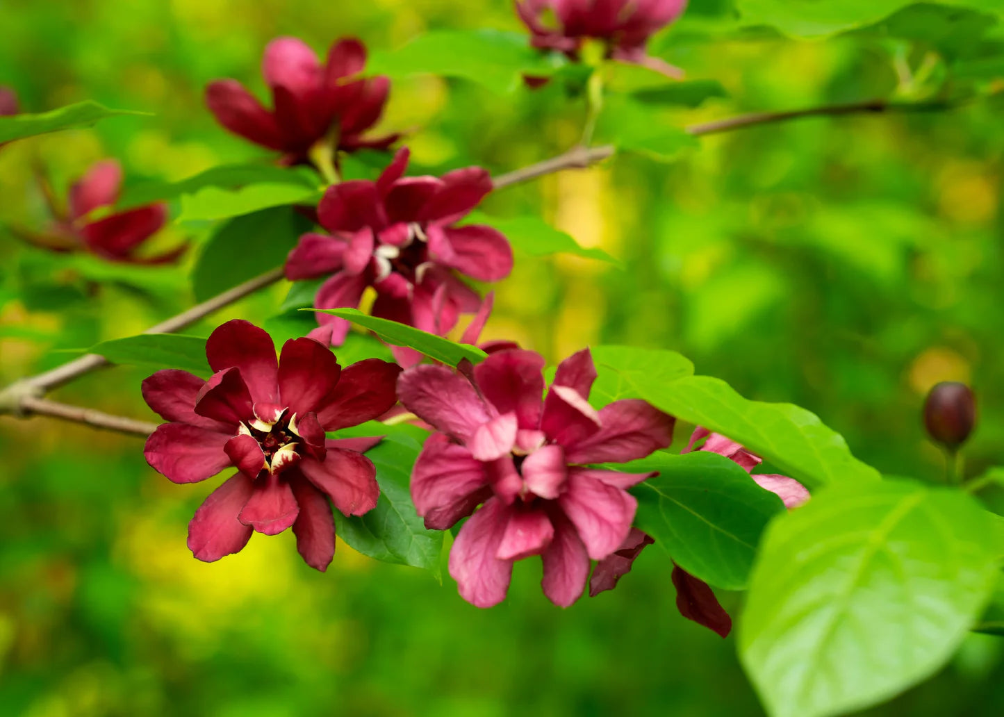 Red Carolina Allspice Flower seeds for Planting - Drought Tolerant, Heirloom & GMO Free Seeds for Home Garden