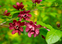 Red Carolina Allspice Flower seeds for Planting - Drought Tolerant, Heirloom & GMO Free Seeds for Home Garden