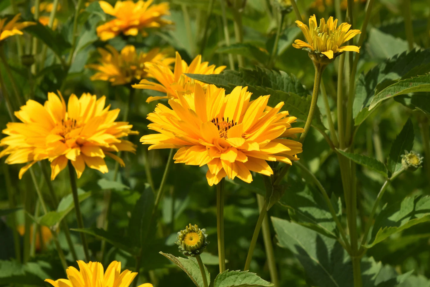 Summer Sun Sundrops Yellow Seeds for Bright Yellow Flowers