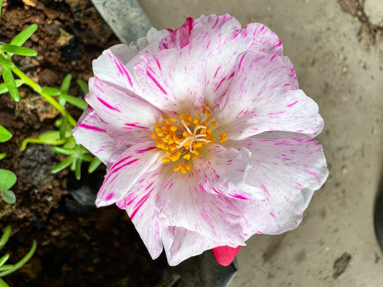 Sundial Peppermint Flower seeds for Planting Premium Quality Heirloom & GMO Free Seeds for Home Garden
