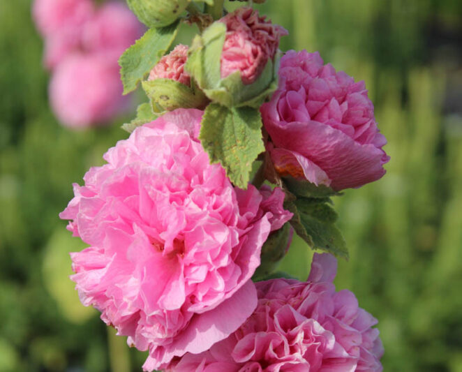 Pink Althaea Rosea Flower Seeds for Planting Low Maintenance Heirloom & GMO Free Seeds for Home Garden
 
 Sale